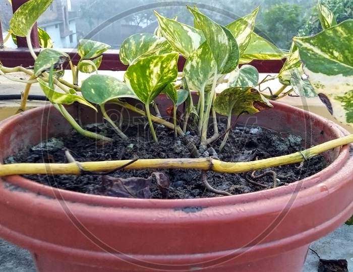 Growing Money Plants In Flowerpot