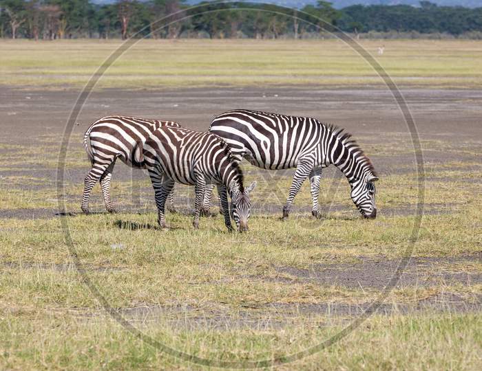 Zebras In The Grasslands