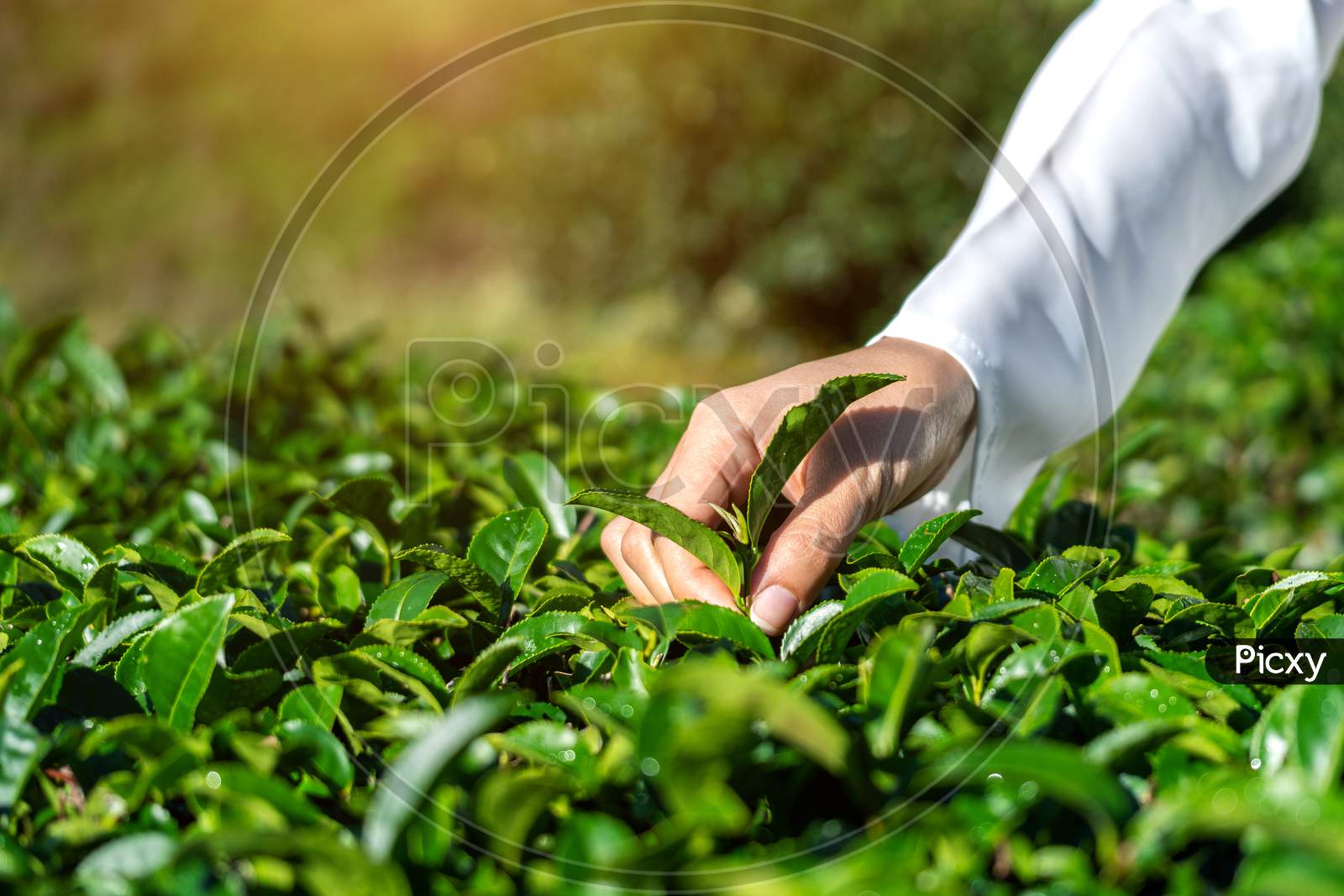 Woman Picking Tea Leaves By Hand In Green Tea Farm.