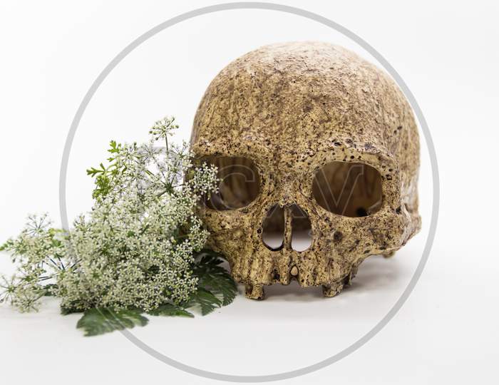 A Bouquet Of Hemlock Flowers With A Skull
