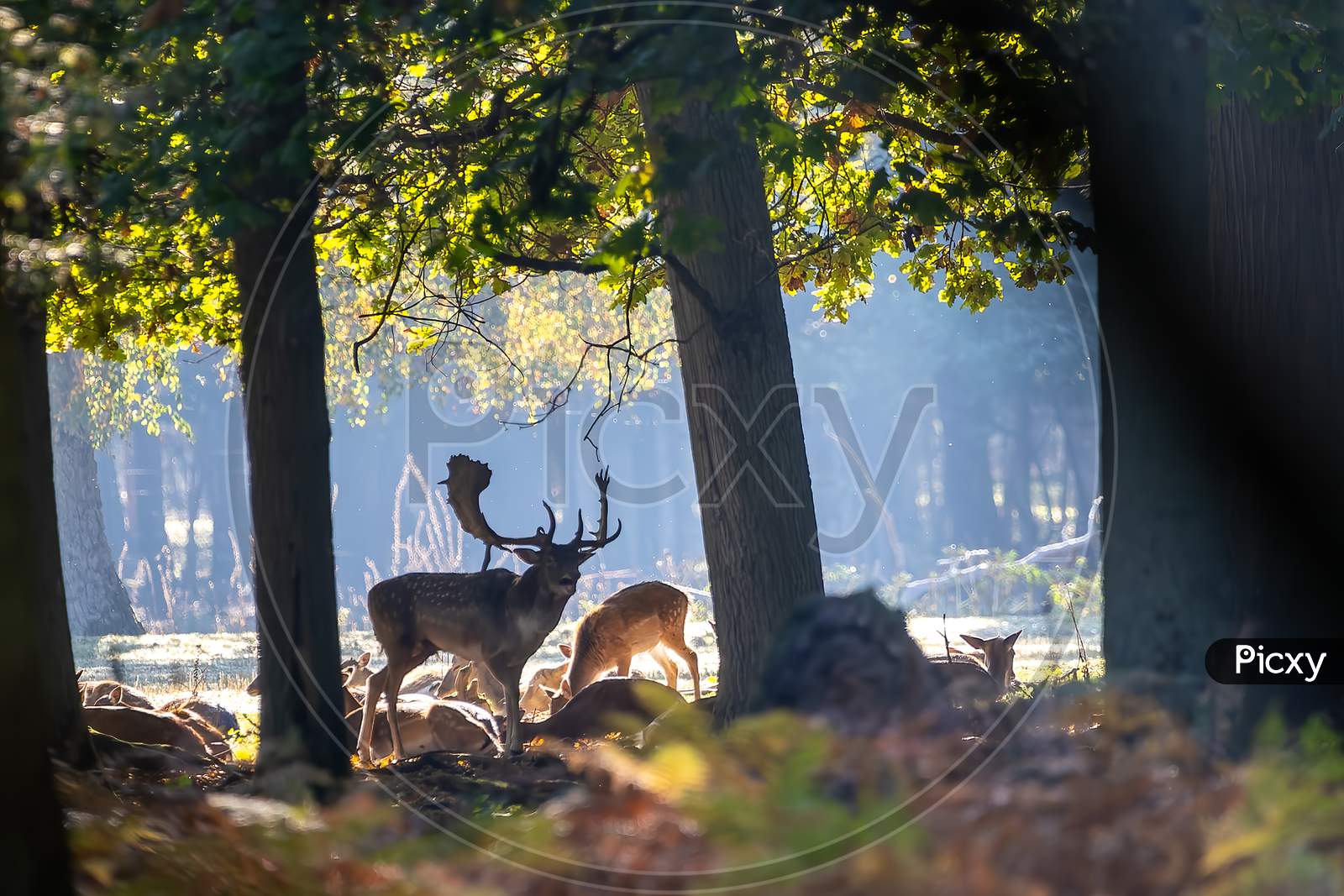 A young fallow deer in a forest during rutting season during the morning hours at a sunny day in autumn.