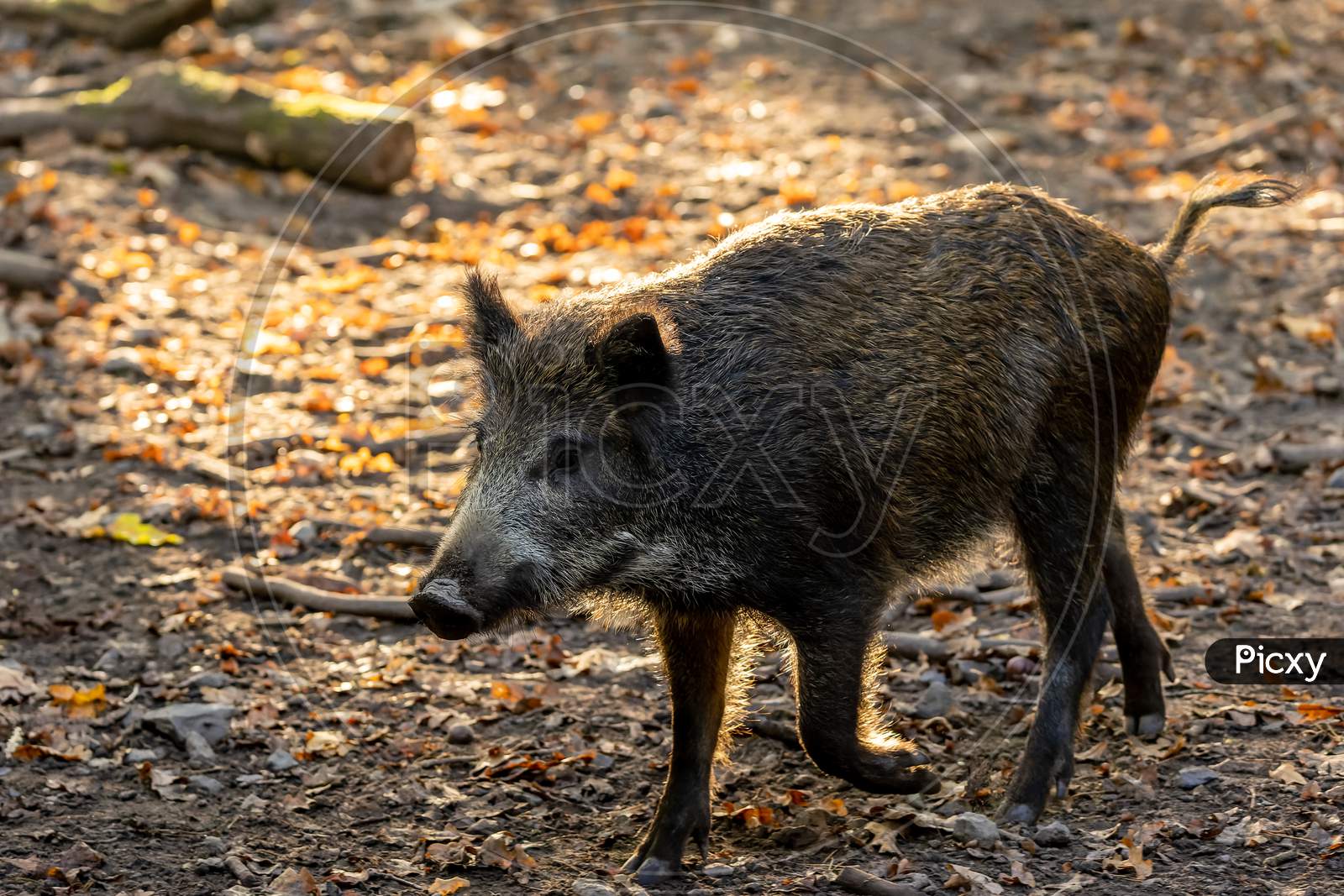 A wild boar walking through a forest in Hesse, Germany at a sunny day in autumn.