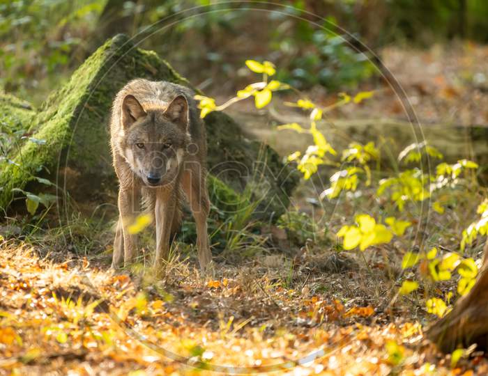 Wolf in a natural reserve in Hesse, Germany at a sunny morning in autumn.