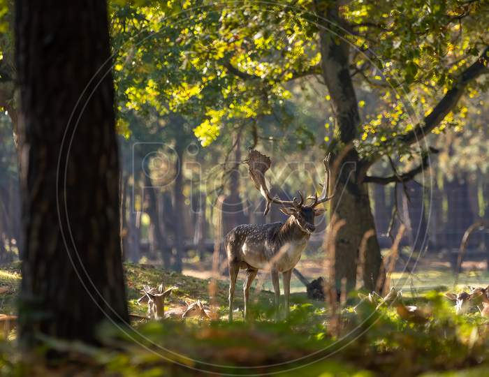 A herd of fallow deers in a forest during rutting season during the morning hours at a sunny day in autumn.