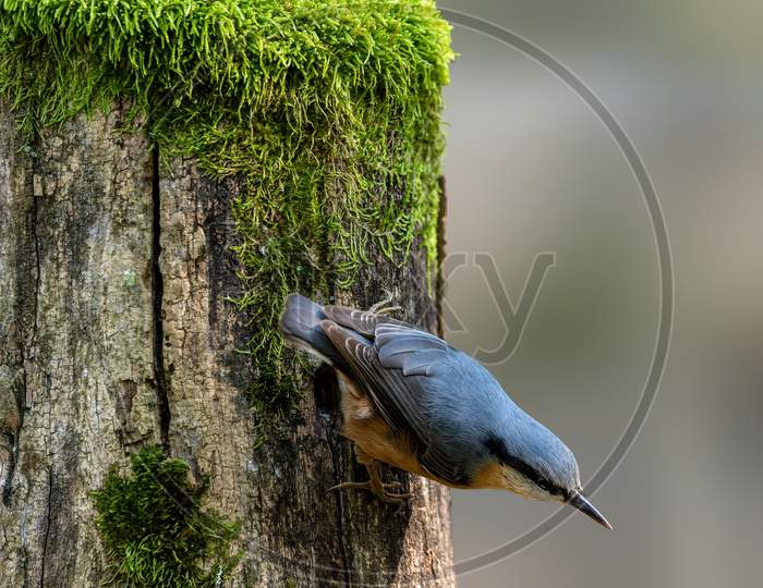 A nuthatch songbird looking for food at a fence in a forest in Hanau, Hesse Germany at a sunny morning in autumn.