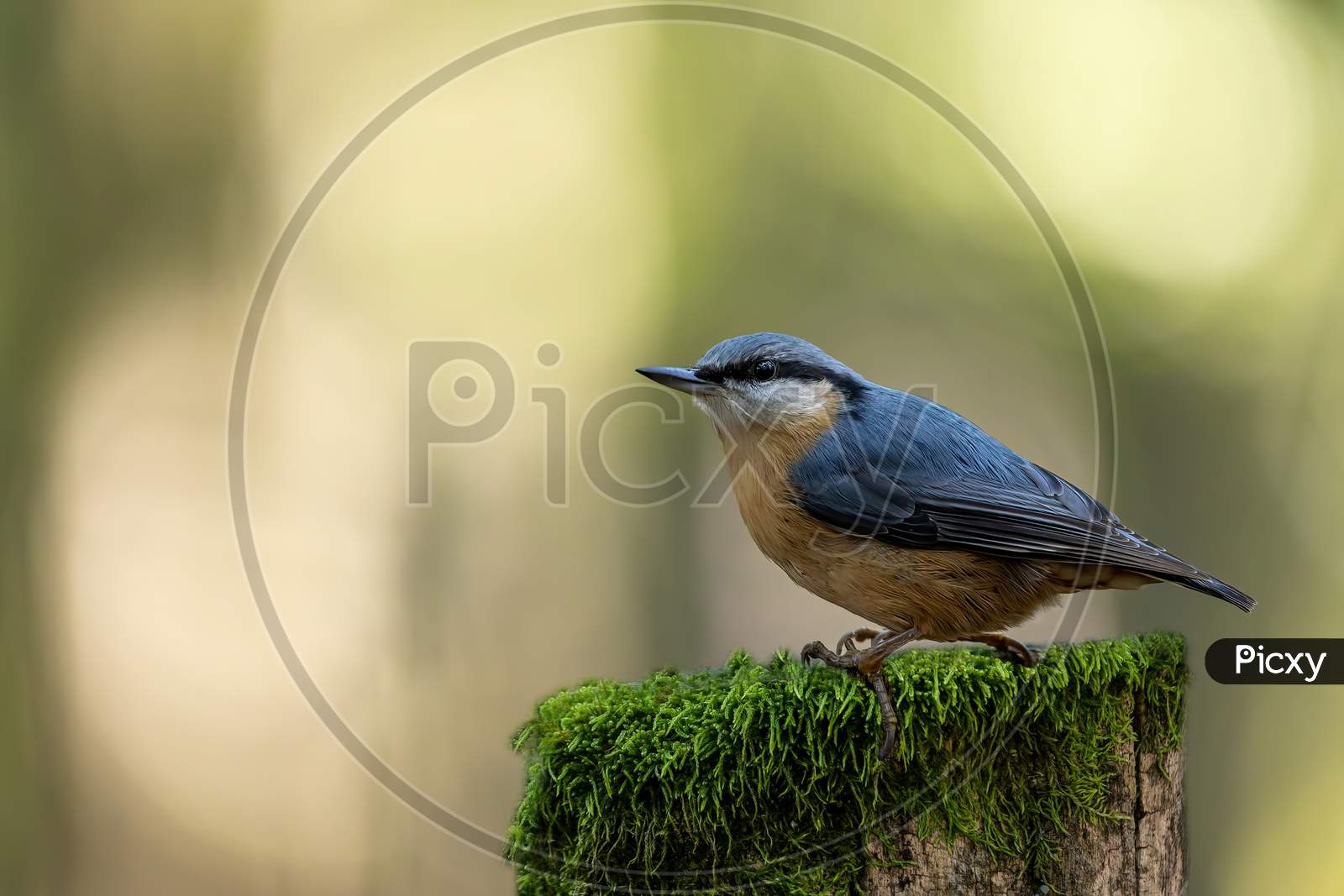 A nuthatch songbird looking for food at a fence in a forest in Hanau, Hesse Germany at a sunny morning in autumn.