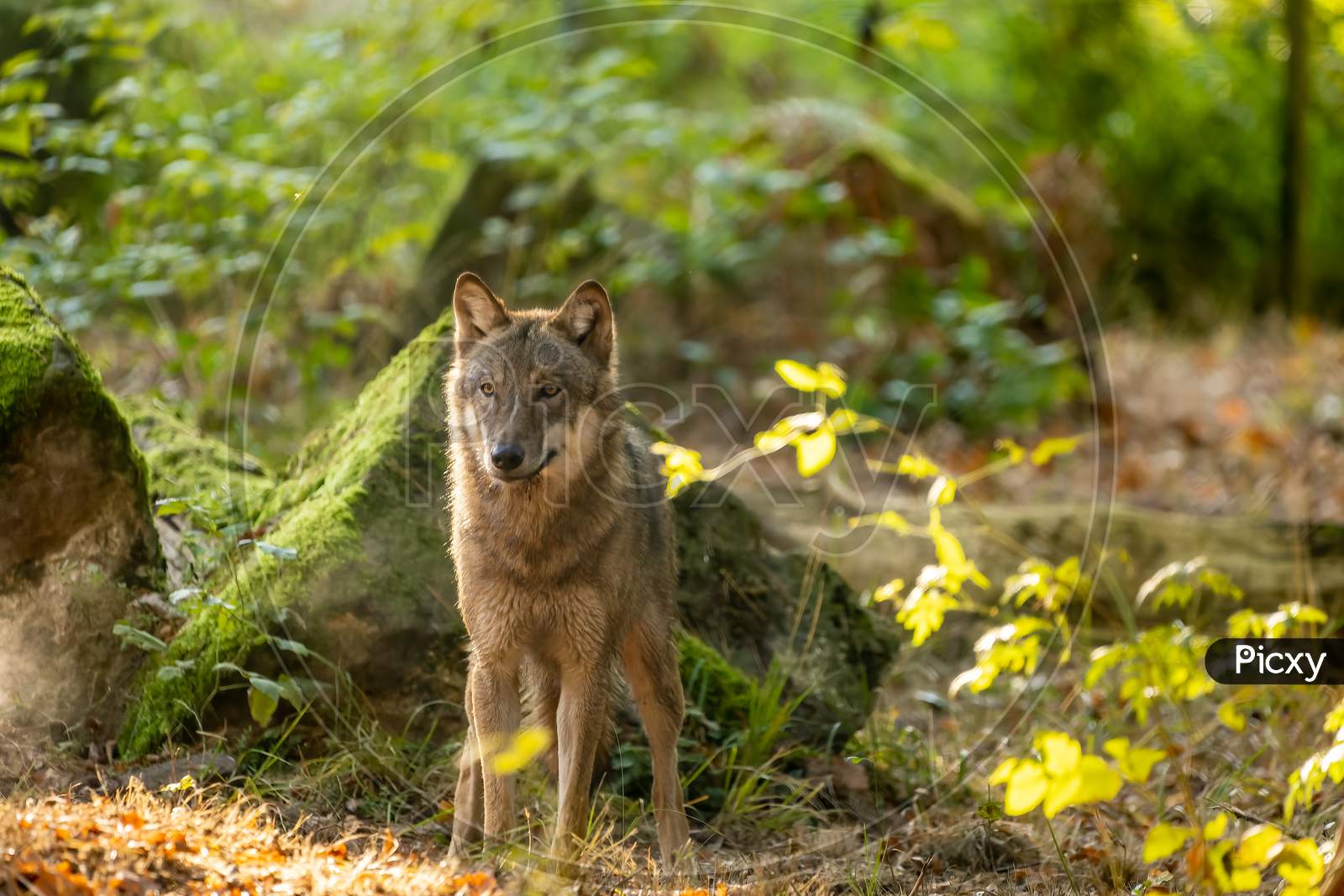 Wolf in a natural reserve in Hesse, Germany.