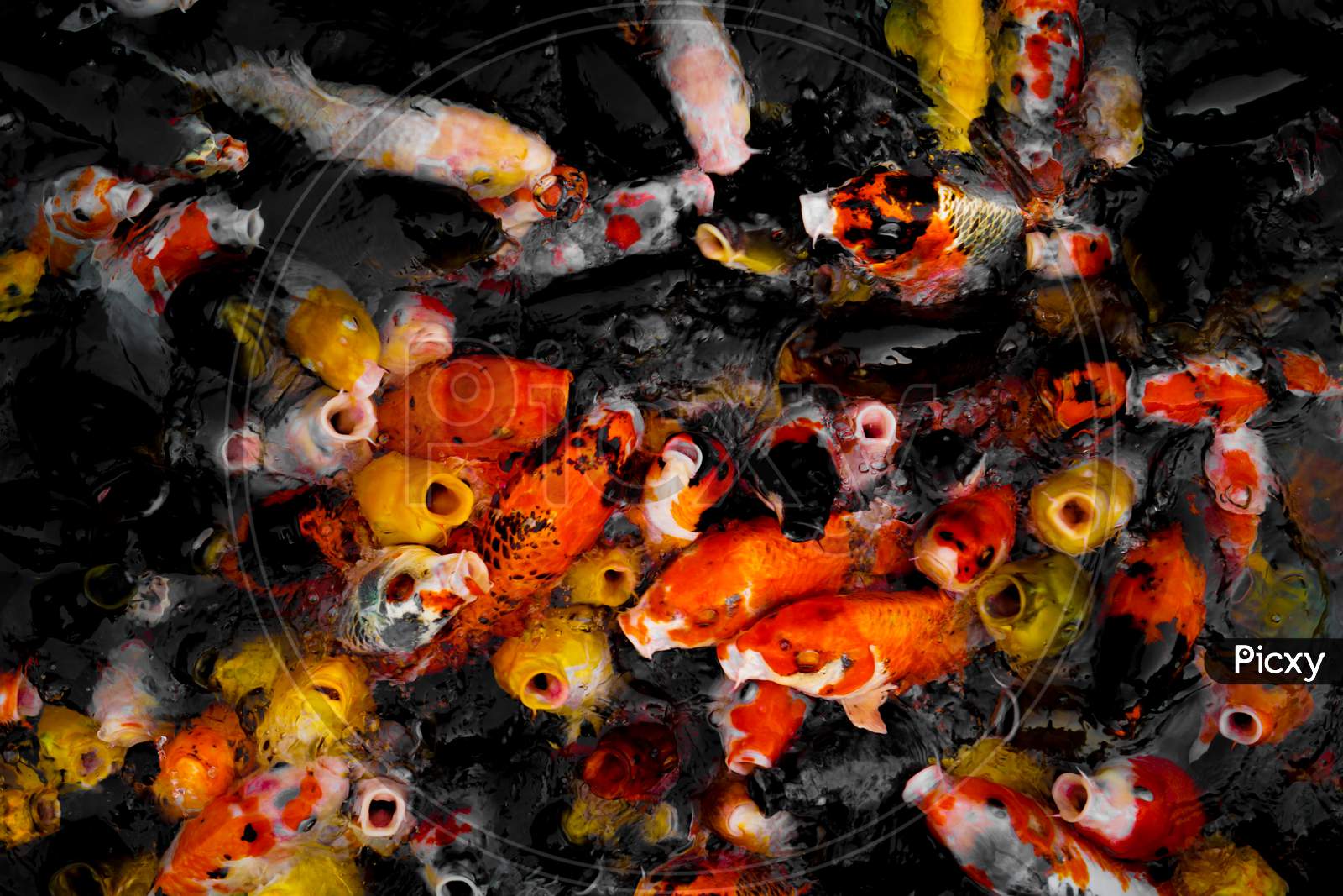 A Large Amount Of Colorful Carp