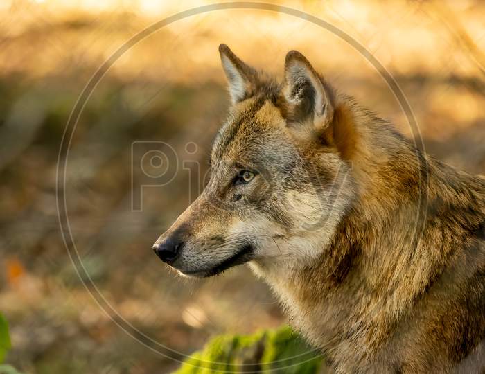 Wolf in a natural reserve in Hesse, Germany at a sunny morning in autumn.