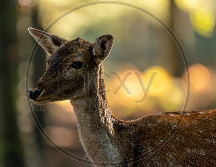 A portrait of a female fallow deer walking through a forest at a cloudy day in autumn in Hesse, Germany. Beautiful light bokeh caused by the sun in the background.