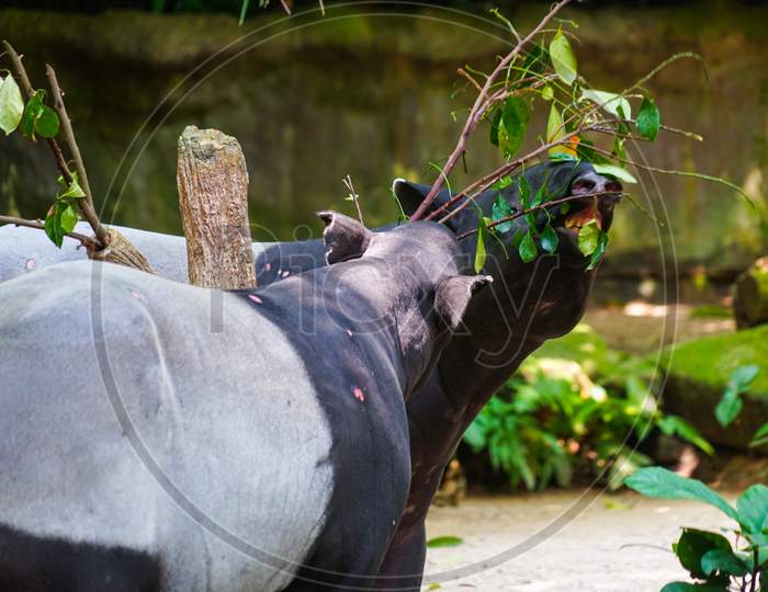 Of Wild Tapir Eat Grass Image
