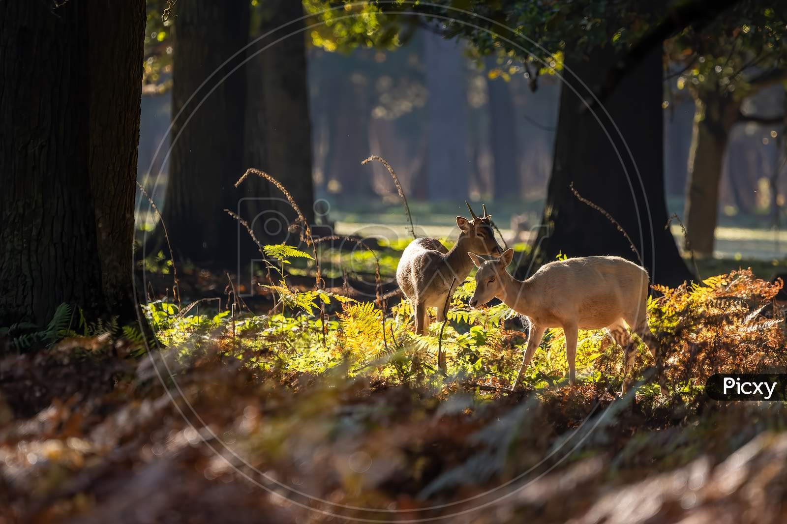 A female fallow deer walking through a forest at a cloudy day in autumn in Hesse, Germany.