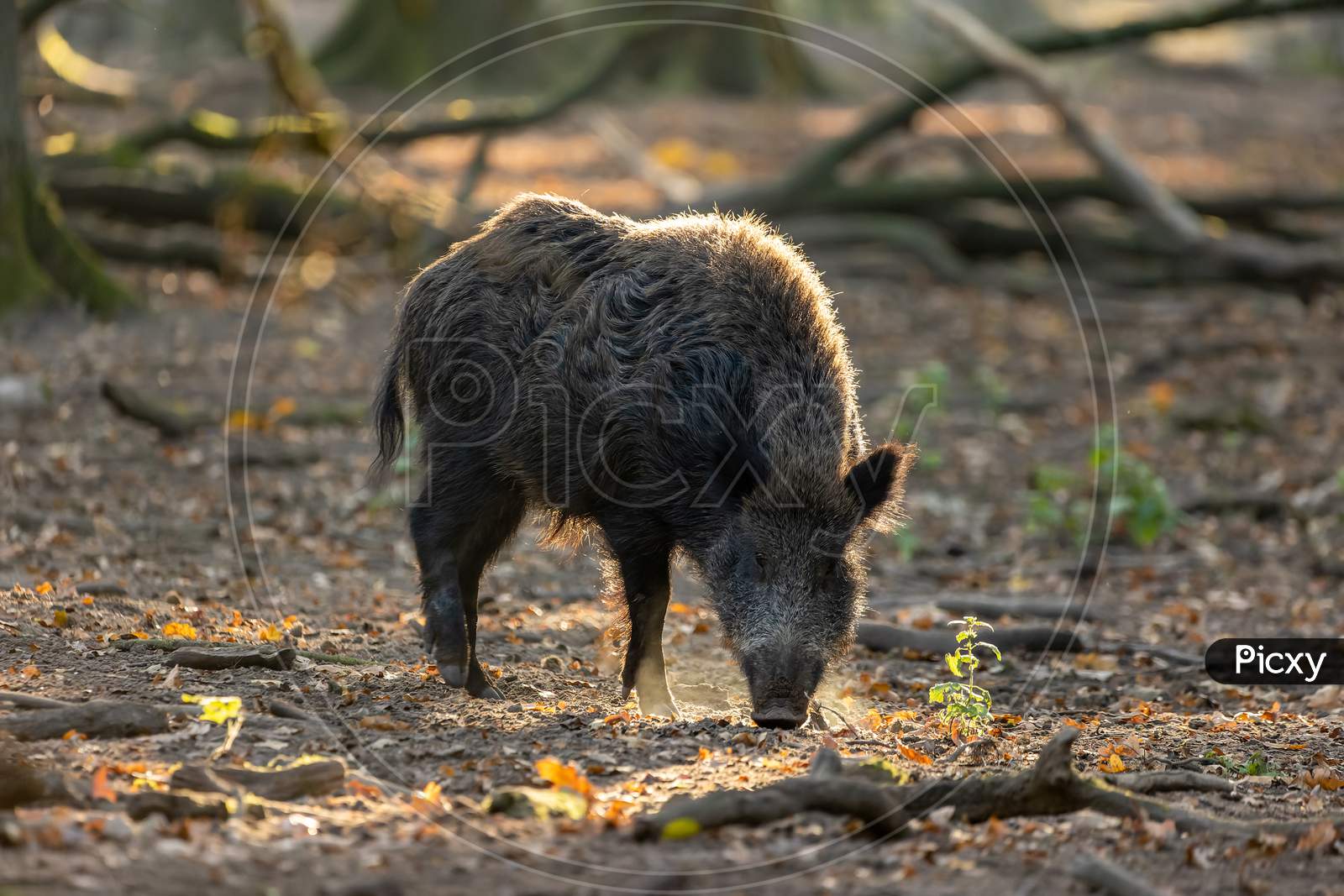 A wild boar walking through a forest in Hesse, Germany at a sunny day in autumn.