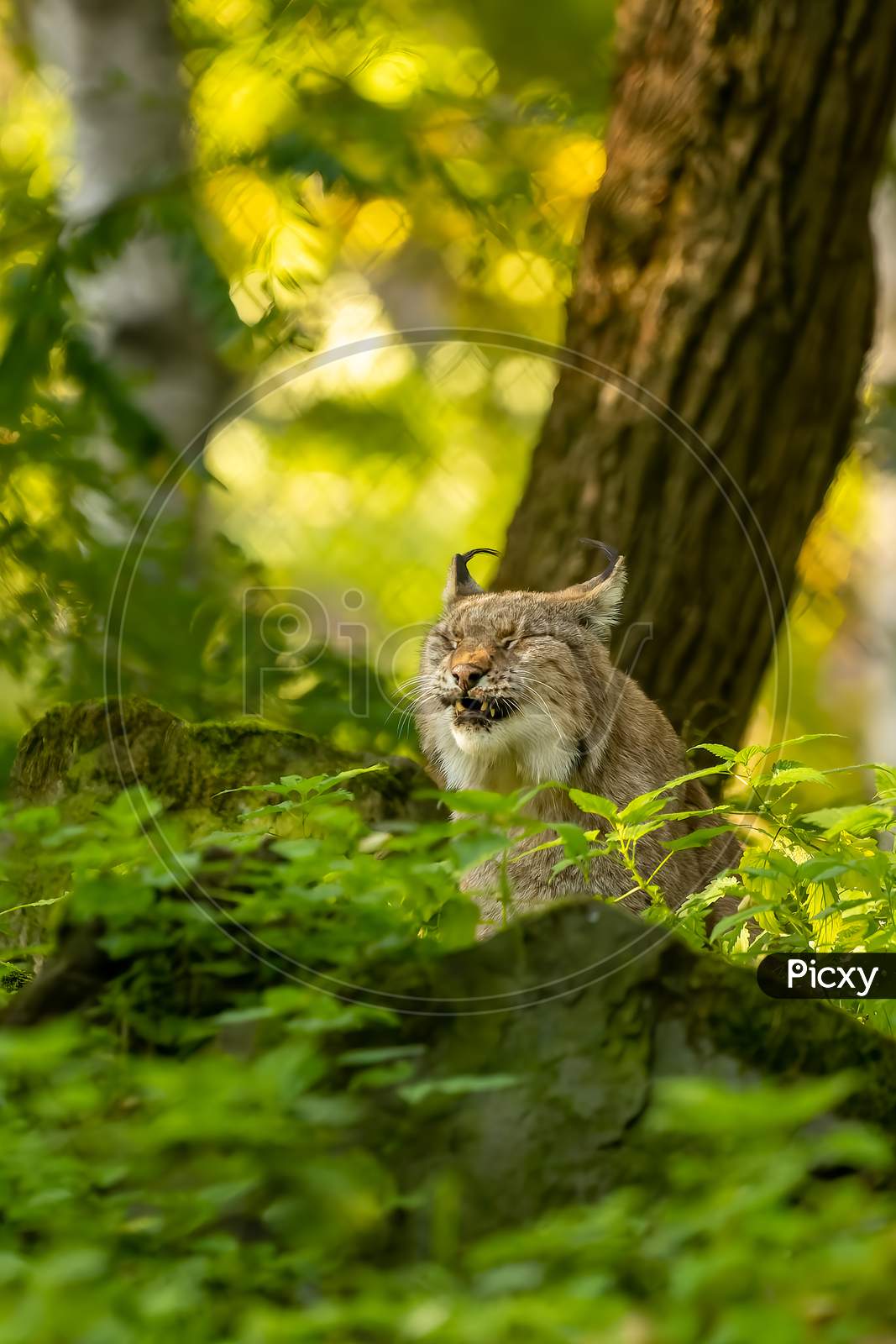A beautiful lynx (bobcat) walking through a forest in a natural reserve in Germany at a sunny day in summer.