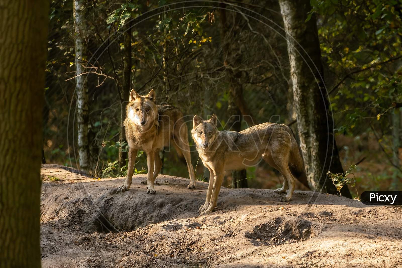 Wolf in a natural reserve in Hesse, Germany.