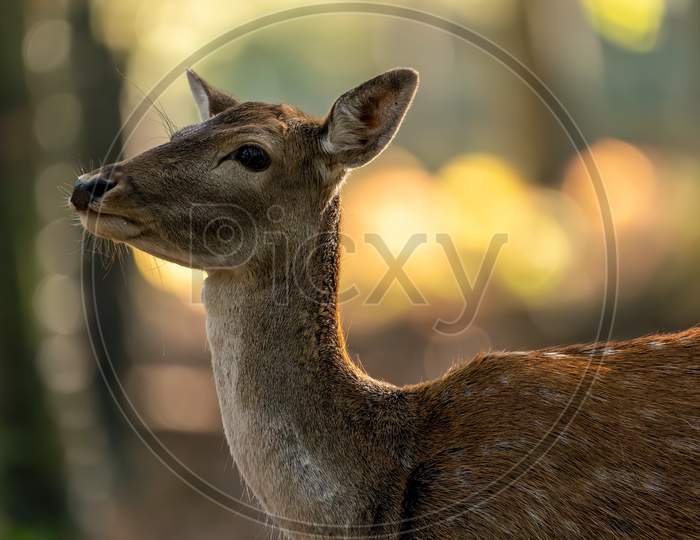 A portrait of a female fallow deer walking through a forest at a cloudy day in autumn in Hesse, Germany. Beautiful light bokeh caused by the sun in the background.