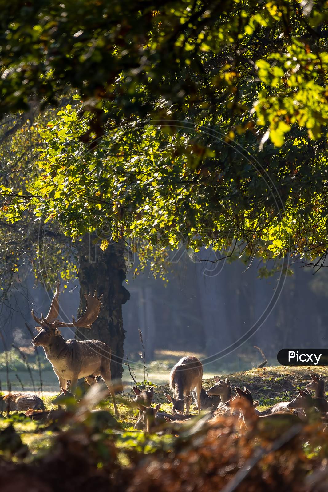 A young fallow deer in a forest during rutting season during the morning hours at a sunny day in autumn.