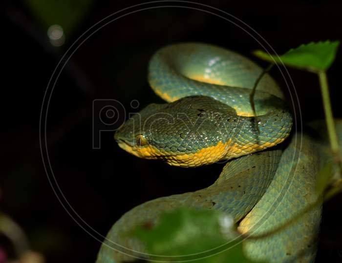 Bamboo pit viper snake