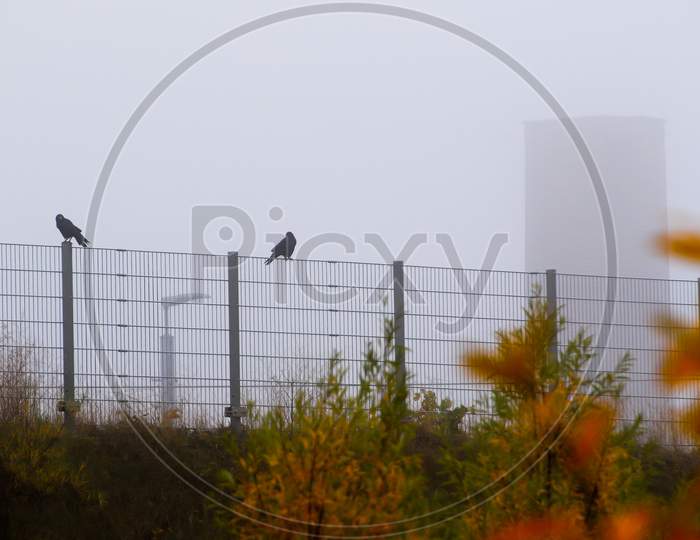 Crow Sitting On The Fence In Fog In The City, (Corvus Corone), Germany