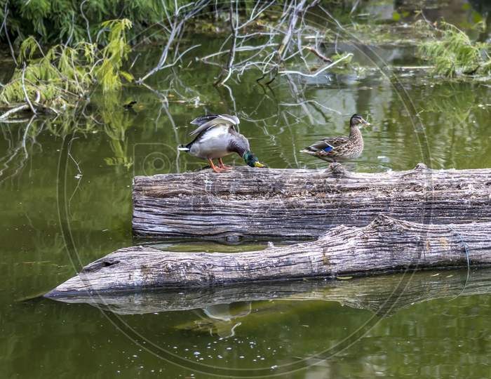 Mallard duck couple on a tree at a little lake in the Mönchbruch natural reserve in Hesse, Germany.