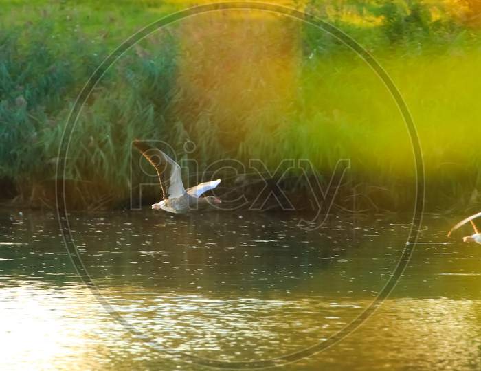 Regensburg, Germany: Wild Goose Flaying Near The Danube Water Stream