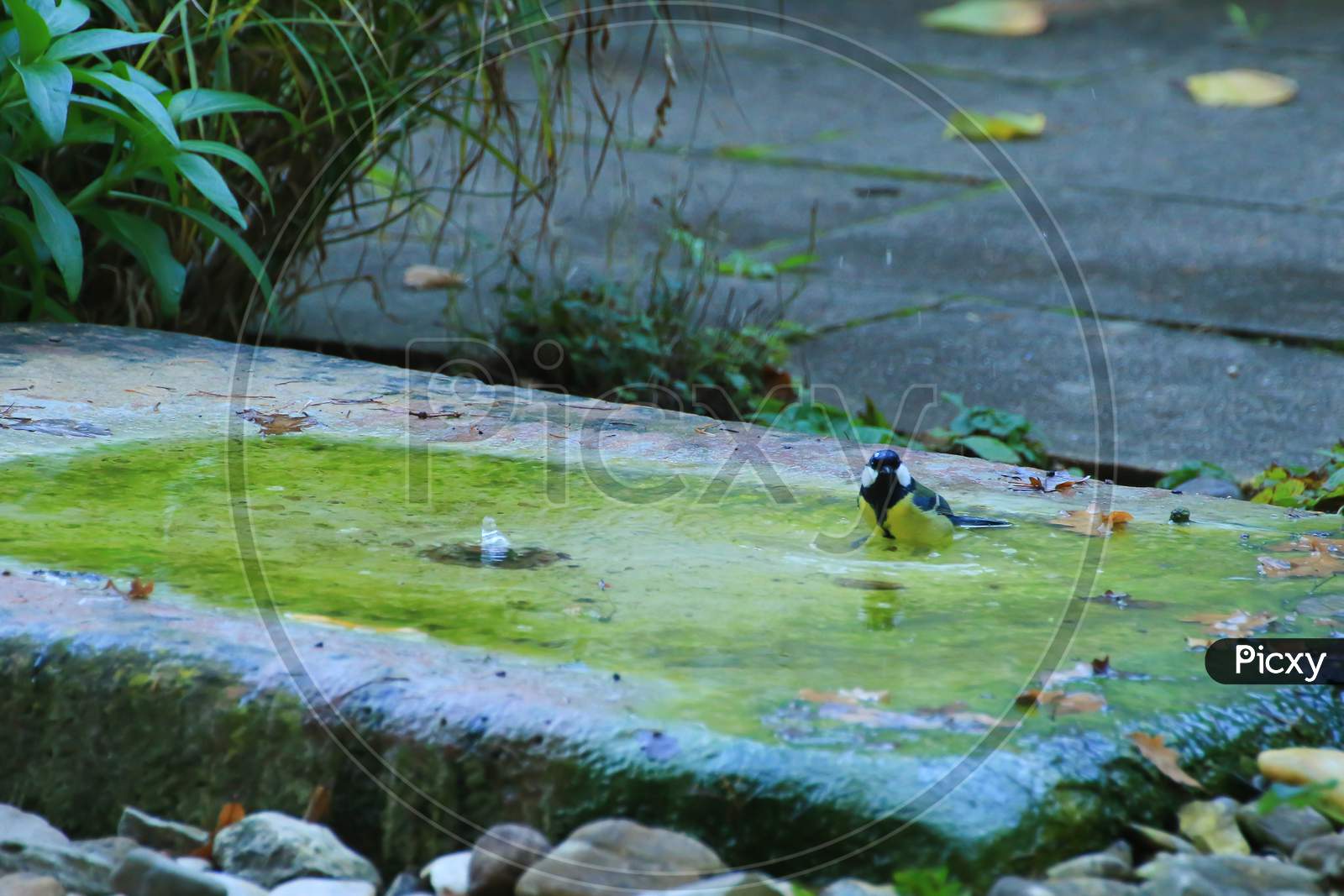 A Robin Having A Bath In A Public Pool In The Park