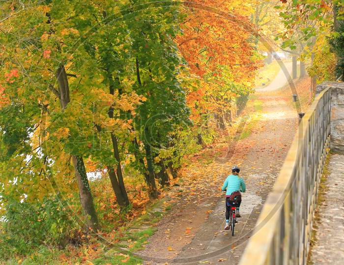 Woman Riding The Bicycle In Fall Season. View From The Back
