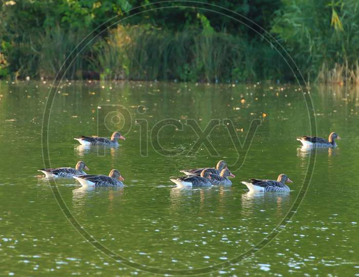 Wild Ducks On The Lake Near Danube River In Germany