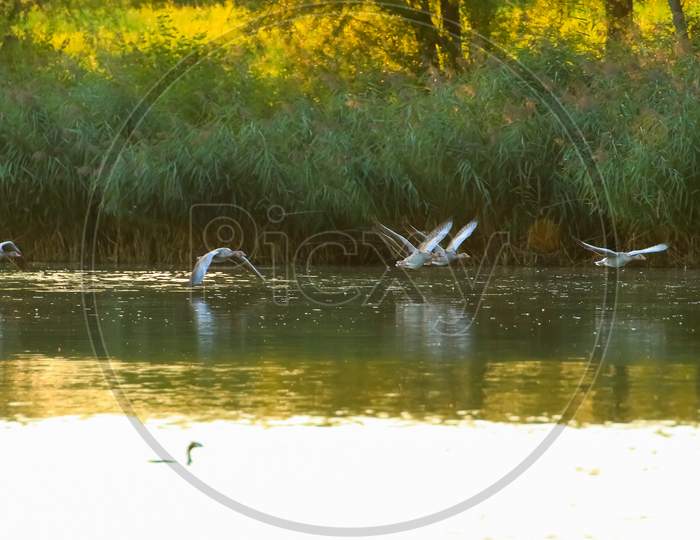 Regensburg, Germany: Wild Goose Flaying Near The Danube Water Stream