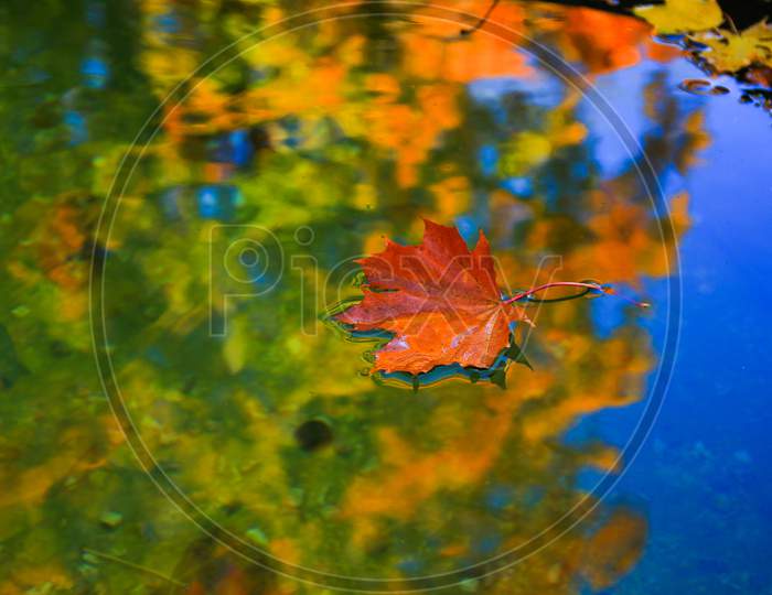 October Autumn Maple Leaf Floating On Water