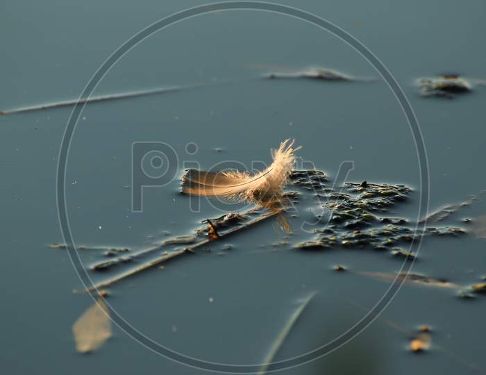 A Feather On The Lake At Sunset