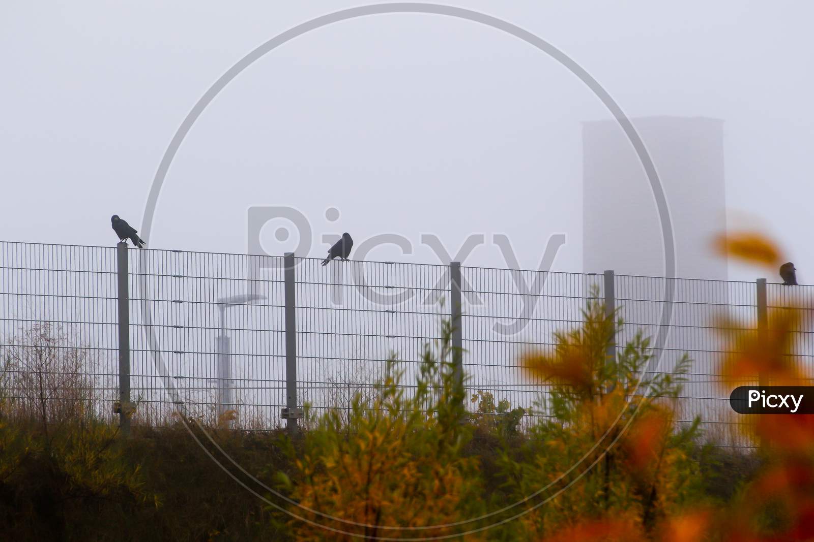 Crow Sitting On The Fence In Fog In The City, (Corvus Corone), Germany