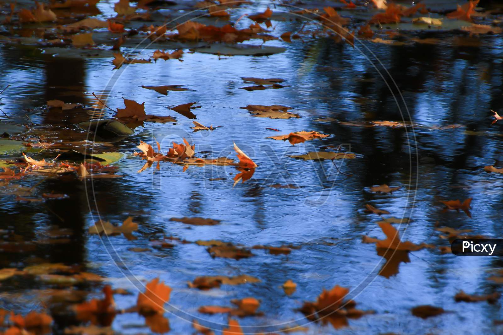 Image of October Autumn Maple Leaf Floating On WaterET030592Picxy