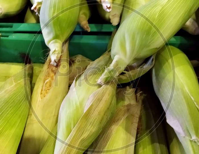 Sweet Corns With Leaves On Sale