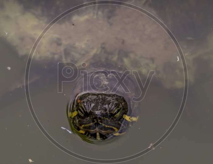 A pond turtle swimming in a pond at a sunny day in summer.