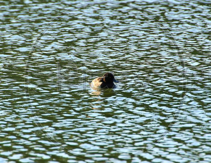 Wild Ducks On The Lake Near Danube River In Germany