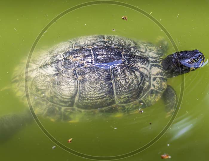 A pond turtle swimming in a pond at a sunny day in summer.