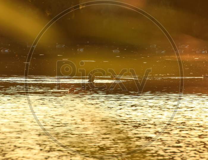 The Wild Goose Float In The Evening Lake While The Golden Light Reflected In The Beautiful Water Surface.