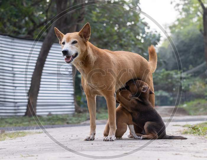 Street Dogs And Puppies