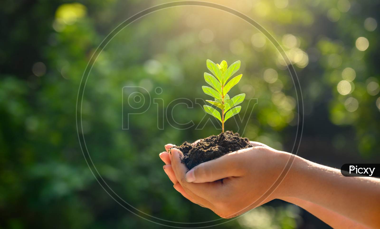 Tree Growing In Hand