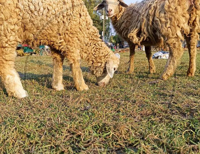 Golden Colored Sheep Stock On Field For Eating Grass