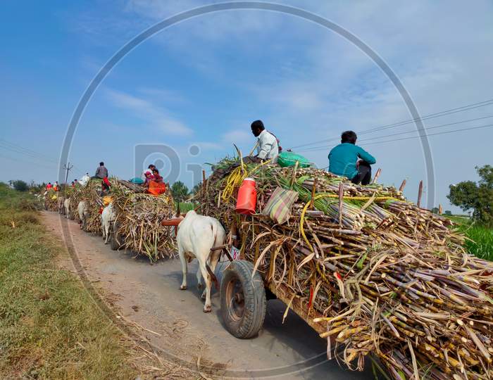 Bullock cart carrying sugarcane crop after harvest .