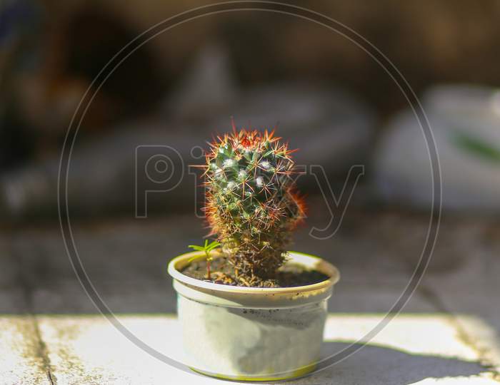 A Cactus In A Small Pot On The Ground