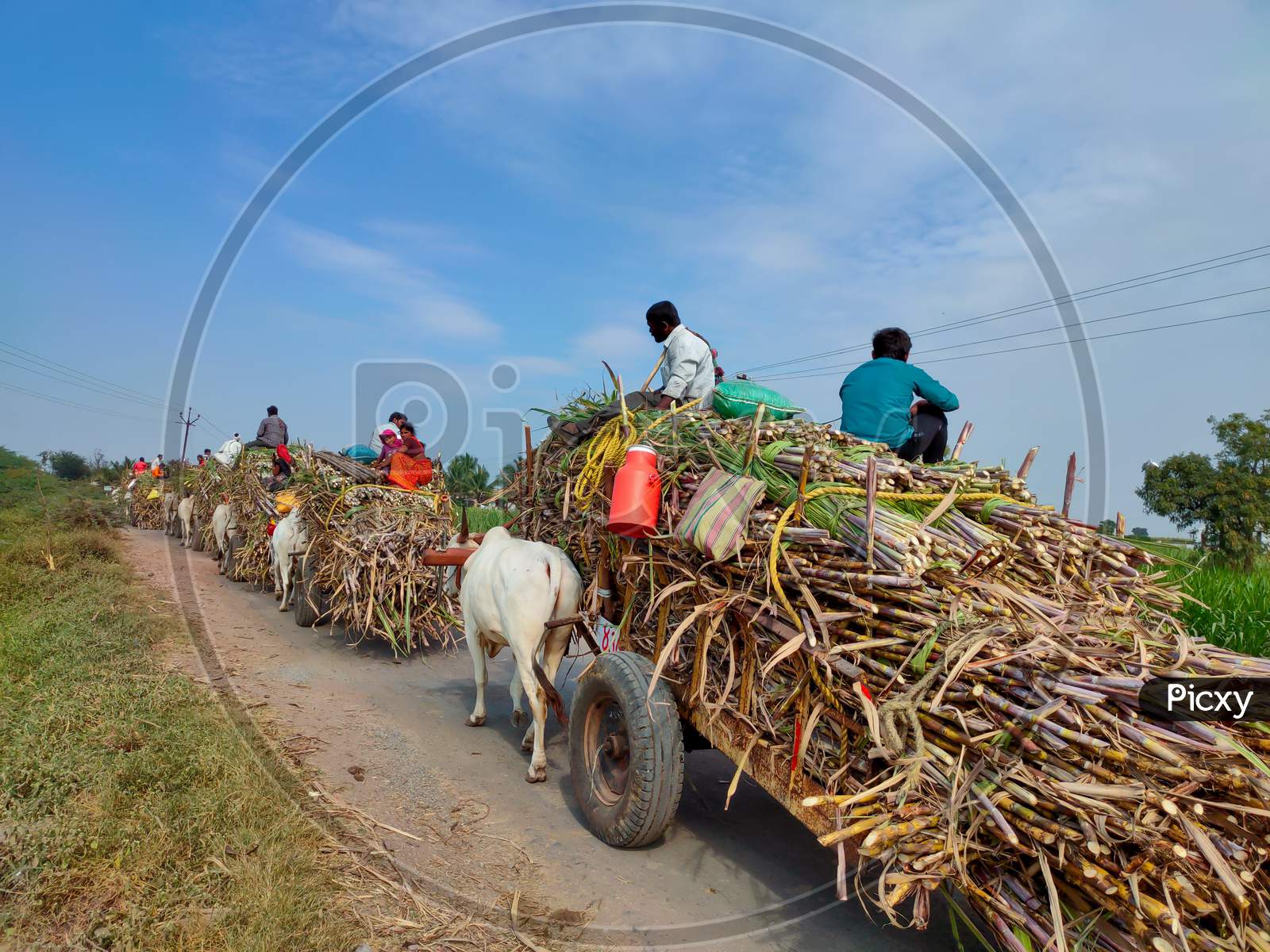 Bullock cart carrying sugarcane crop after harvest .