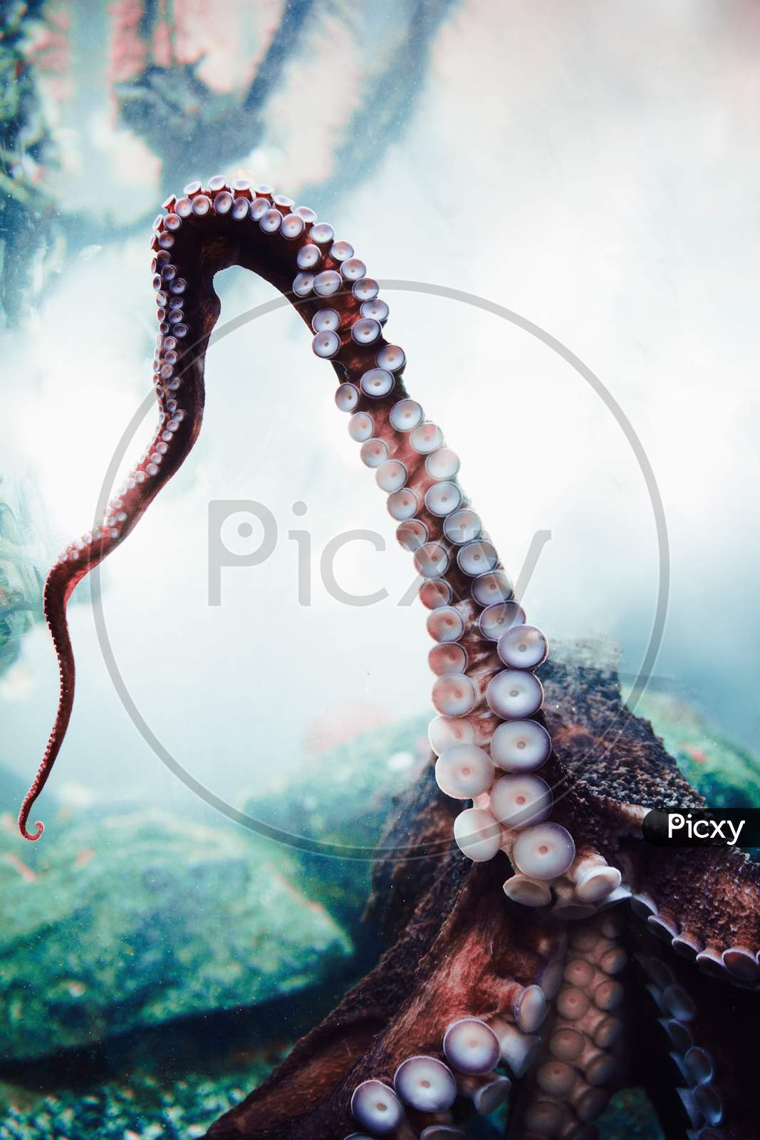 Image of Octopus tentacle-QG966575-Picxy