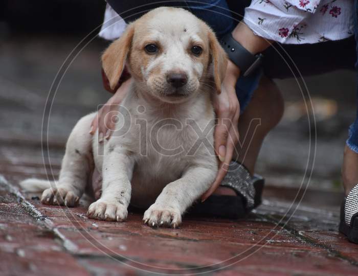 Indian Pariah Puppy Giving Pose For Photo Shoot