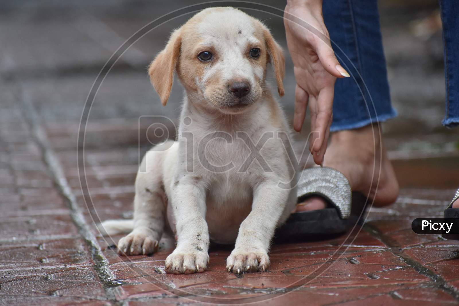 Indian Street Puppy Sitting And Waiting For His Owner
