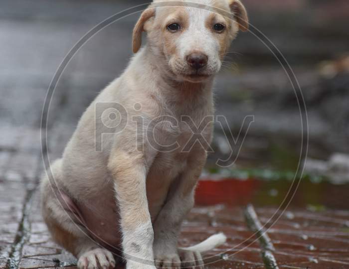 Homeless Indian Stray Puppy Sitting And Starving During Rainy Season