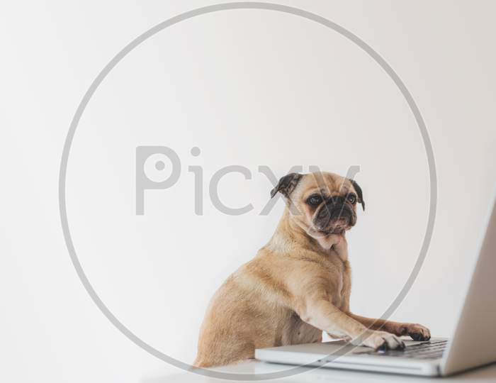 Business Pug Working On Laptop