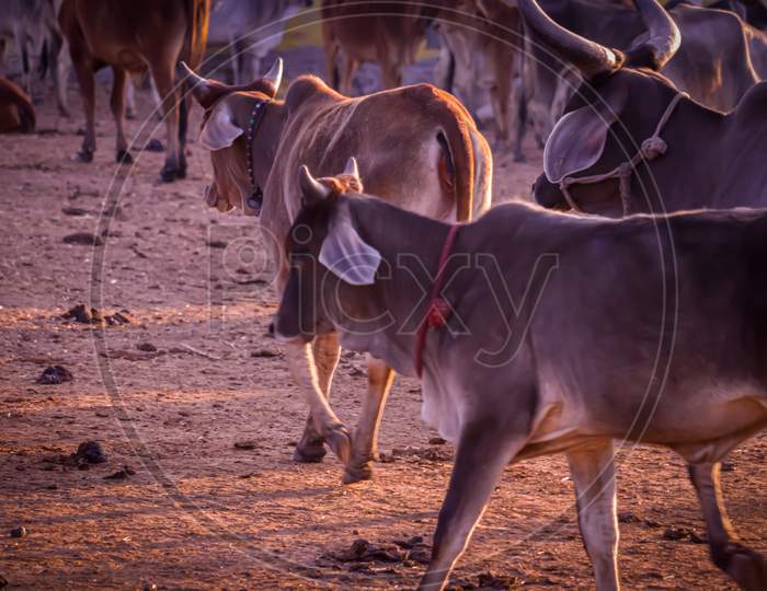 Image Of Indian Cows In The Village Of Rajasthan India,Indian Cows In Cow Farm,Cows Resting In A Field, Protective Shelters For Cows In Govshal,Selective Focus